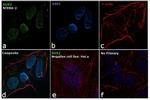 SOX2 Antibody in Immunocytochemistry (ICC/IF)