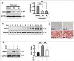 CIDEC Antibody in Western Blot (WB)