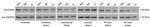 FA2H Antibody in Western Blot (WB)