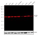 beta Actin Loading Control Antibody in Western Blot (WB)