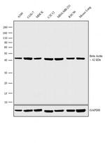 beta Actin Antibody in Western Blot (WB)