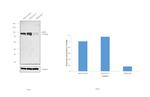 MSH2 Antibody in Western Blot (WB)