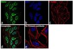 MSH2 Antibody in Immunocytochemistry (ICC/IF)