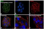 XBP1 Antibody in Immunocytochemistry (ICC/IF)