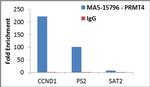 PRMT4 Antibody