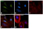 PRMT4 Antibody in Immunocytochemistry (ICC/IF)