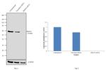 PRMT4 Antibody in Western Blot (WB)