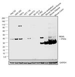 MEK6 Antibody