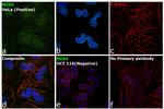 MEK6 Antibody