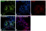 RUNX1 Antibody in Immunocytochemistry (ICC/IF)