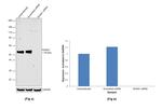 RUNX1 Antibody in Western Blot (WB)