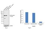 AMPK alpha-1 Antibody in Western Blot (WB)