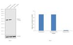 Beclin 1 Antibody in Western Blot (WB)