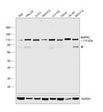 BMPR2 Antibody in Western Blot (WB)