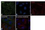 GRK2 Antibody in Immunocytochemistry (ICC/IF)