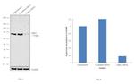 GRK2 Antibody in Western Blot (WB)