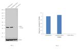 CDK9 Antibody