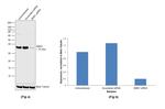 SMN1 Antibody in Western Blot (WB)