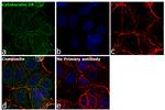 Cytokeratin 19 Antibody in Immunocytochemistry (ICC/IF)