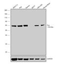 Fyn Antibody in Western Blot (WB)