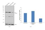 Fyn Antibody in Western Blot (WB)