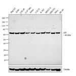 AIF Antibody in Western Blot (WB)