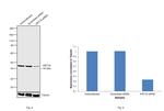 Cytokeratin 19 Antibody in Western Blot (WB)