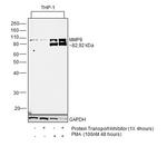 MMP9 Antibody in Western Blot (WB)