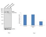 MMP9 Antibody in Western Blot (WB)