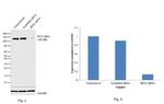 PKN2 Antibody in Western Blot (WB)