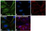 Prohibitin Antibody in Immunocytochemistry (ICC/IF)