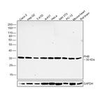 Prohibitin Antibody in Western Blot (WB)