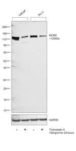 MCM2 Antibody in Western Blot (WB)