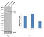 MCM2 Antibody in Western Blot (WB)