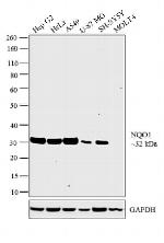 NQO1 Antibody