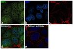 SKP1 Antibody in Immunocytochemistry (ICC/IF)