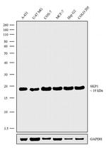 SKP1 Antibody in Western Blot (WB)