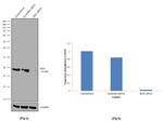 SKP1 Antibody in Western Blot (WB)