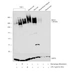 ABCA1 Antibody