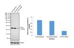 TFAM Antibody in Western Blot (WB)