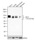 OPA1 Antibody in Western Blot (WB)