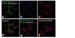 TNFAIP3 Antibody