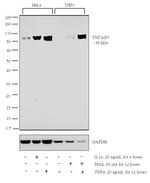 TNFAIP3 Antibody