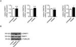 DNMT1 Antibody in Western Blot (WB)