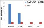 DNMT1 Antibody