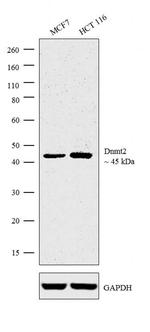 Dnmt2 Antibody in Western Blot (WB)