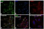 TLR2 Antibody in Immunocytochemistry (ICC/IF)