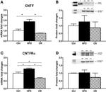 beta Tubulin Loading Control Antibody in Western Blot (WB)