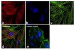 beta Tubulin Loading Control Antibody in Immunocytochemistry (ICC/IF)