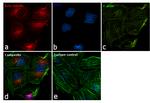 beta Tubulin Loading Control Antibody in Immunocytochemistry (ICC/IF)